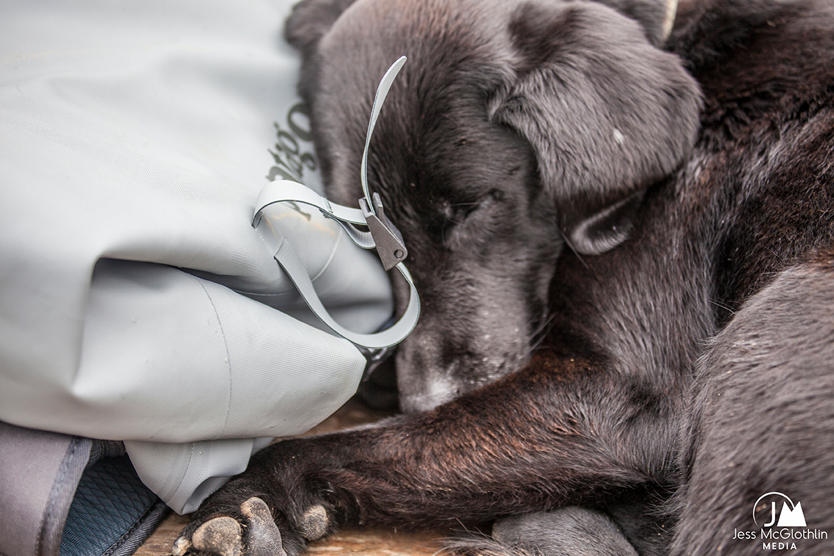 Black labrador dog curled up next to Patagonia dry bag backpack in a boat while fly fishing in Alaska at Bristol Bay Lodge.