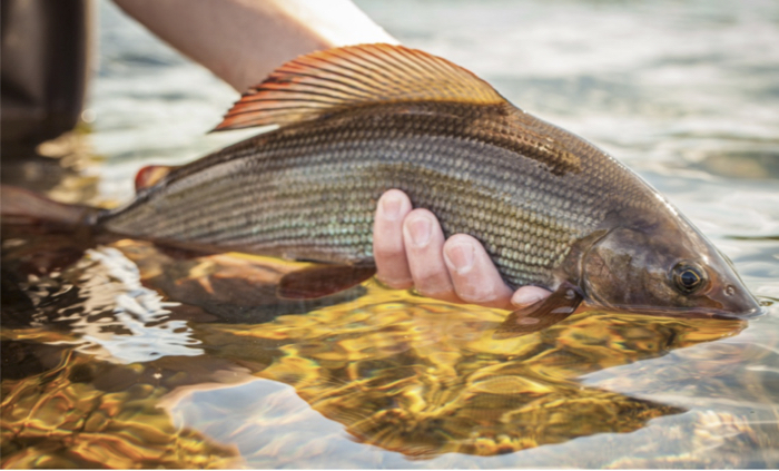 Grayling fish in golden sunlight being held in the water in Swedish Lapland.