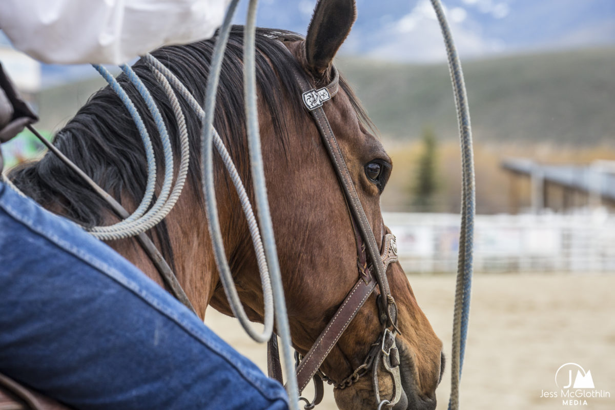 Roping horse portrait in an Idaho rodeo arena with cowboy.