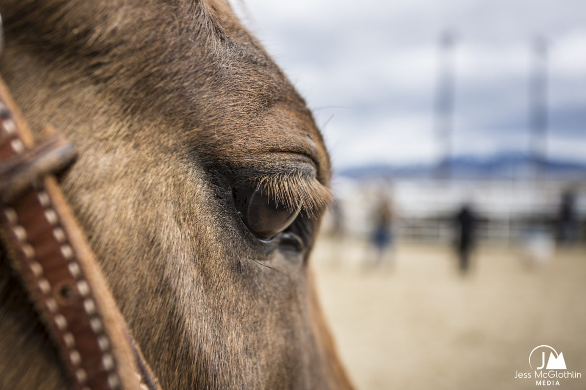 Close photograph of a horse's eye in a rodeo arena.