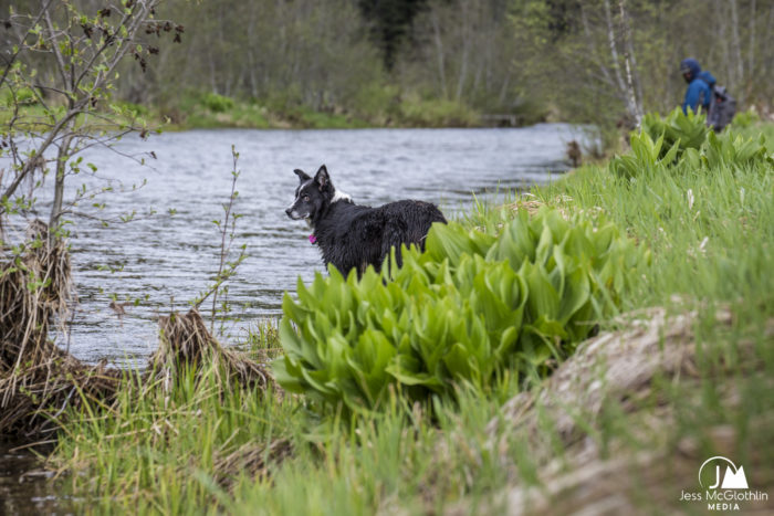 Border Collie dog beside river in rain during springtime with man fishing.