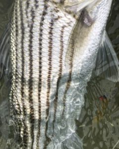 Side view of a striped bass caught while fly fishing off Martha's Vineyard. 
