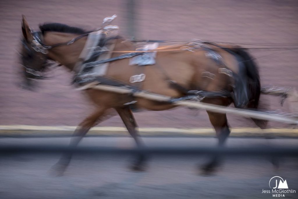 Blurred image of carriage horse in Savannah, Georgia.