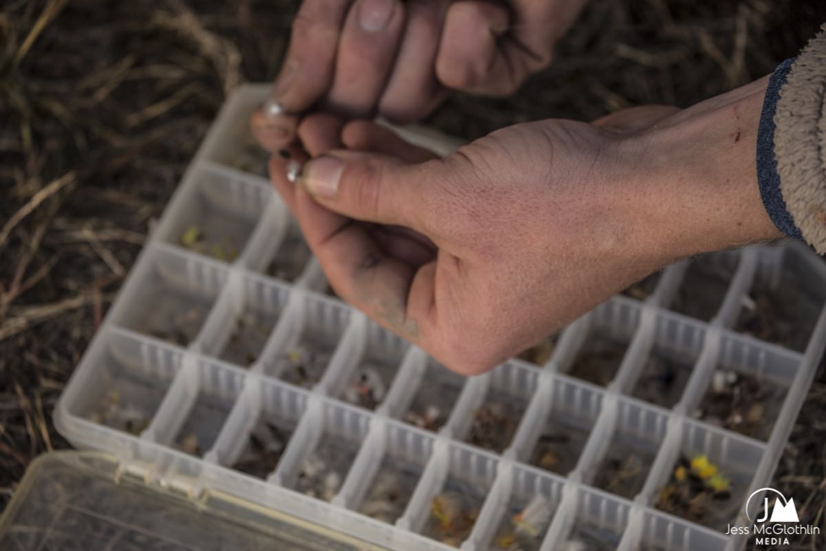 Man sorting through a box of flies.