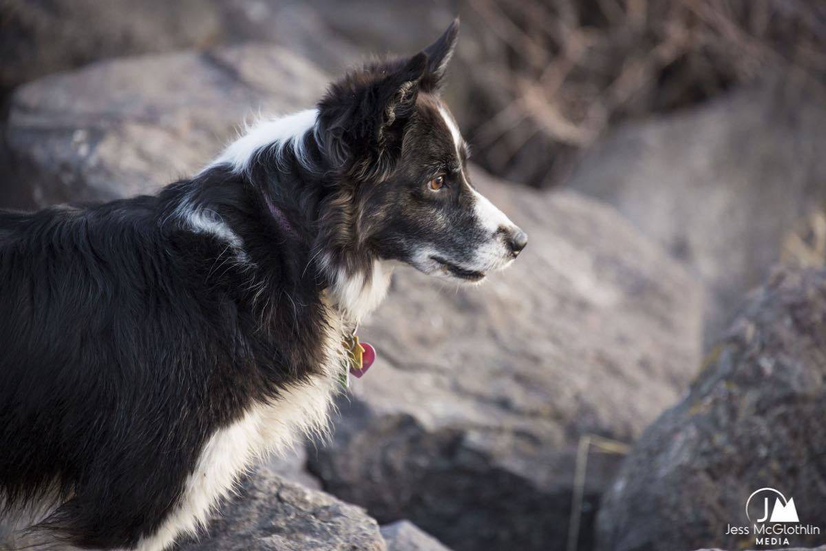 Border Collie dog on the banks of the Missouri River.