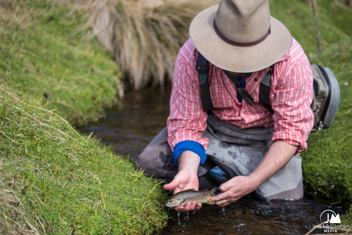 Man fishing for wild brown trout on small creek in Tasmania.