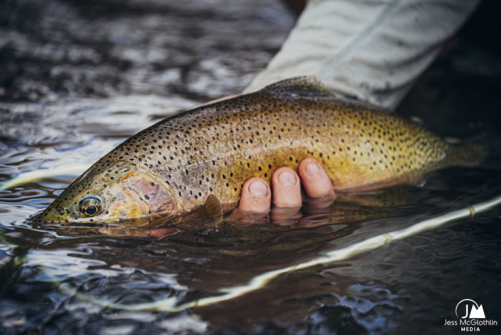 Cutthroat trout caught while fly fishing small stream in western Montana. Jess McGlothlin Media image.