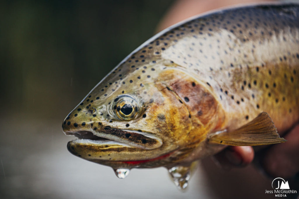 Cutthroat trout dripping water, caught from a small stream in western Montana. Jess McGlothlin Media image.