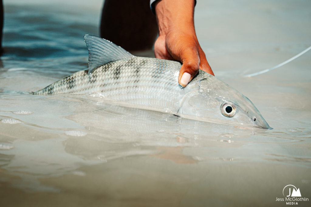 Bonefish fish caught while fly fishing in Belize at El Pescador Lodge.