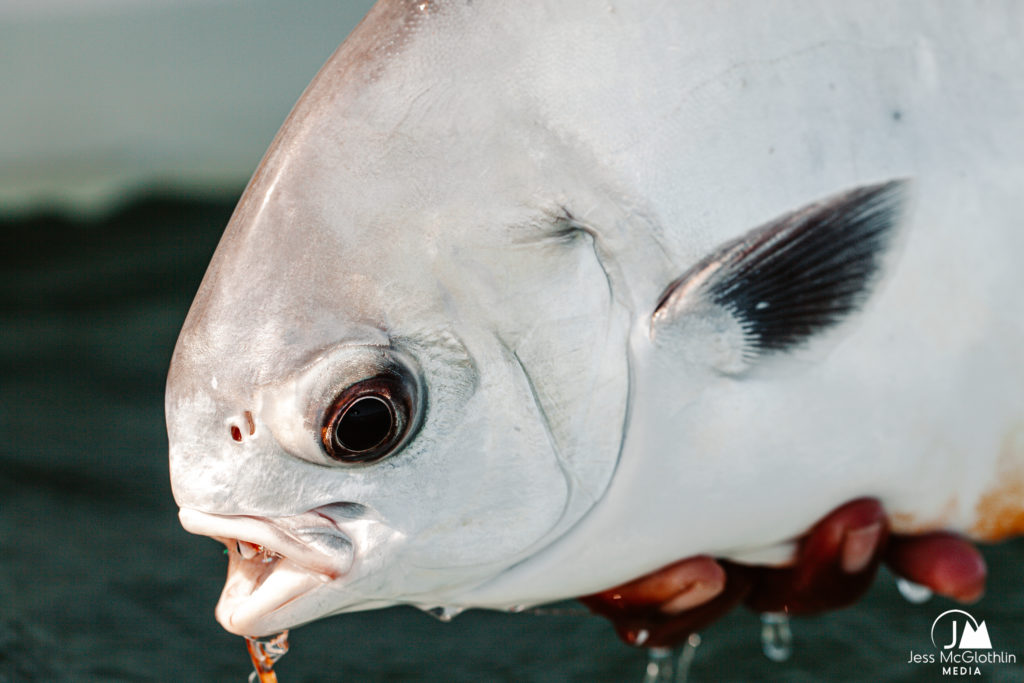 Permit caught while fly fishing in Belize.