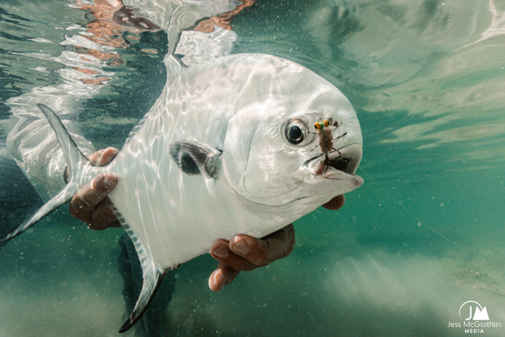 Underwater photograph of a Belize permit caught fly fishing.